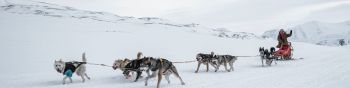 Svalbard, Alaska, dog sled Wallpaper 1590x400
