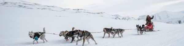 Обои 1590x400 Шпицберген, Аляска, собачья упряжка