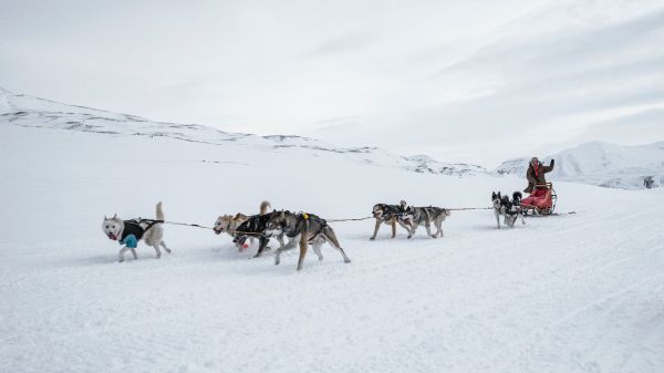 Svalbard, Alaska, dog sled Wallpaper 3840x2160