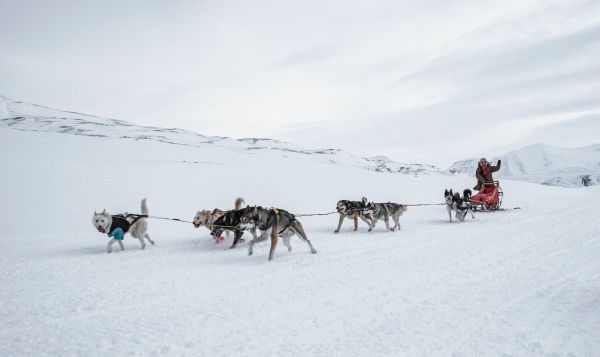 Svalbard, Alaska, dog sled Wallpaper 5358x3196