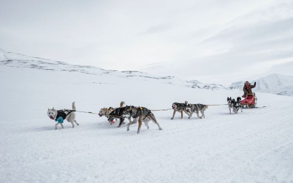 Svalbard, Alaska, dog sled Wallpaper 2560x1600