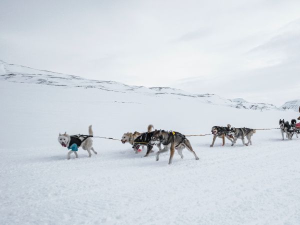 Svalbard, Alaska, dog sled Wallpaper 800x600
