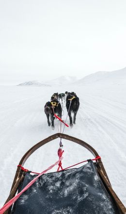 Svalbard, dog sled Wallpaper 600x1024