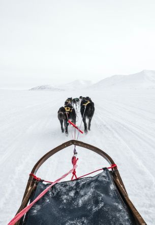 Svalbard, dog sled Wallpaper 3784x5496