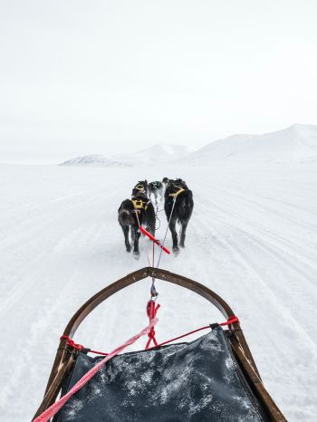 Svalbard, dog sled Wallpaper 1668x2224