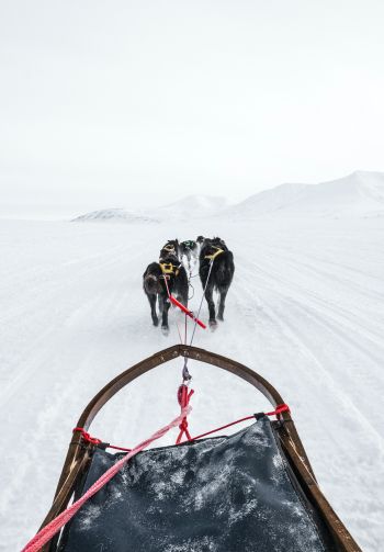 Svalbard, dog sled Wallpaper 1640x2360