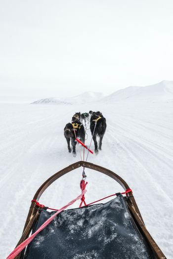 Svalbard, dog sled Wallpaper 640x960