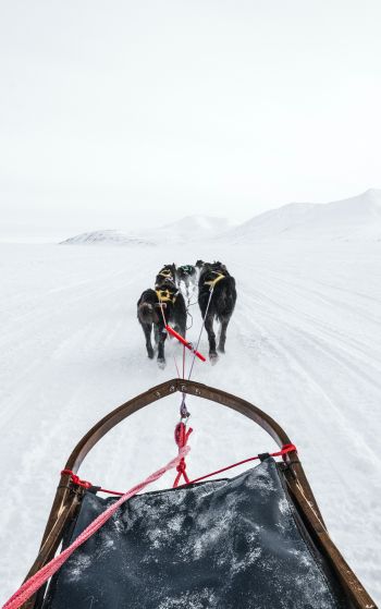 Svalbard, dog sled Wallpaper 1752x2800