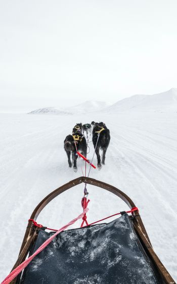 Svalbard, dog sled Wallpaper 1600x2560