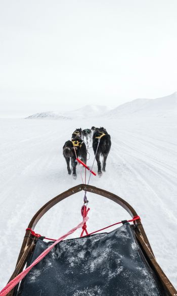 Svalbard, dog sled Wallpaper 1200x2000