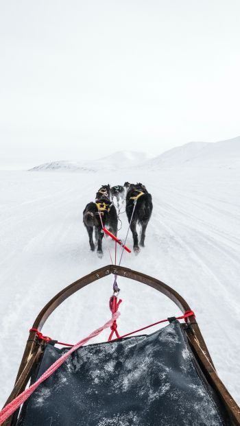 Svalbard, dog sled Wallpaper 640x1136