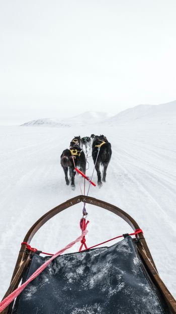 Svalbard, dog sled Wallpaper 1080x1920