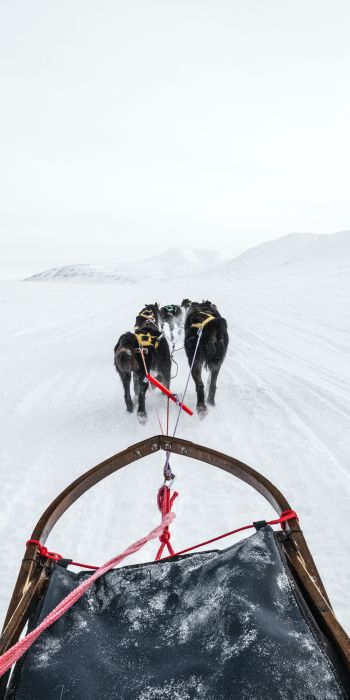 Svalbard, dog sled Wallpaper 720x1440