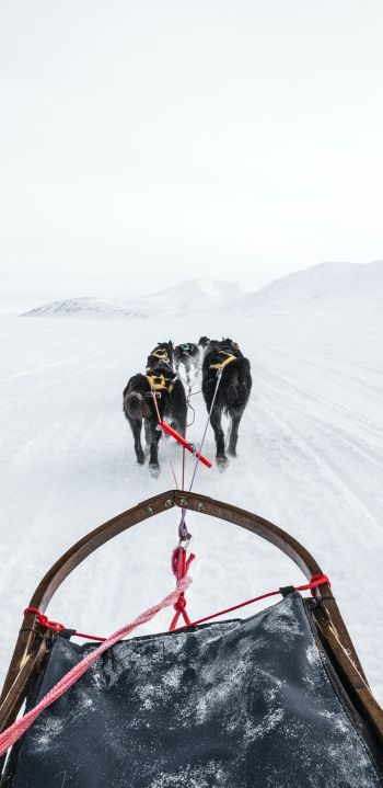Svalbard, dog sled Wallpaper 1440x2960