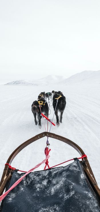 Svalbard, dog sled Wallpaper 720x1520