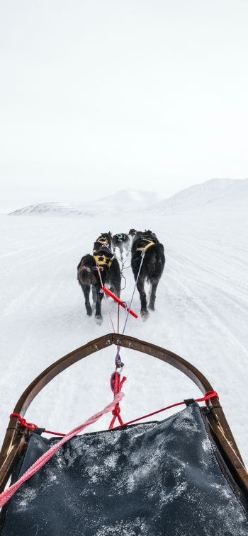 Svalbard, dog sled Wallpaper 1125x2436