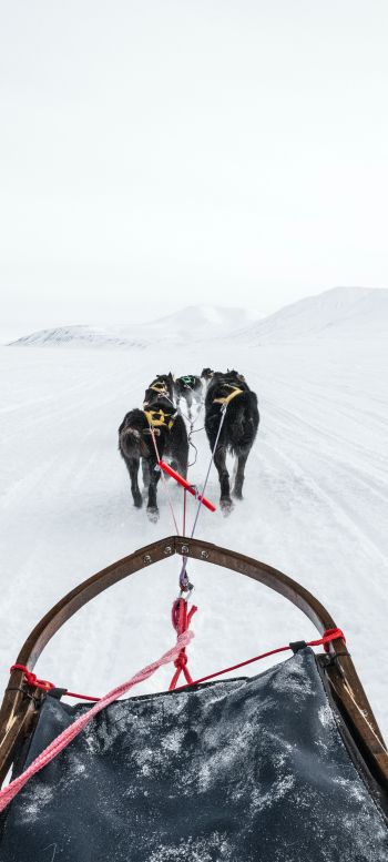Svalbard, dog sled Wallpaper 1080x2400