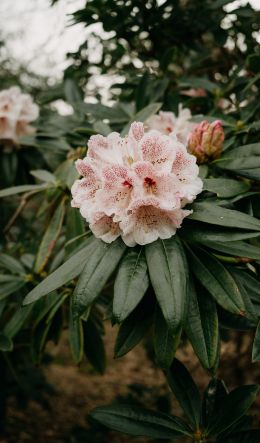 flowers, greens, pink bud Wallpaper 600x1024