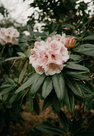 flowers, greens, pink bud Wallpaper 1640x2360