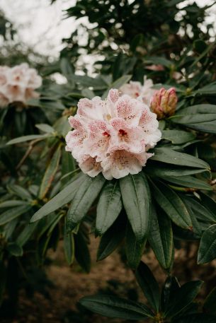 flowers, greens, pink bud Wallpaper 640x960