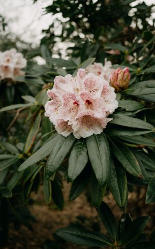 flowers, greens, pink bud Wallpaper 800x1280