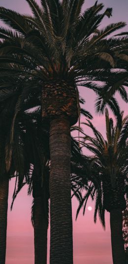 San Francisco, California, USA, palm tree Wallpaper 1440x2960