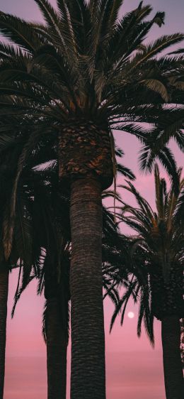 San Francisco, California, USA, palm tree Wallpaper 1170x2532