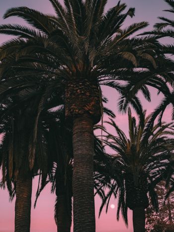 San Francisco, California, USA, palm tree Wallpaper 1536x2048