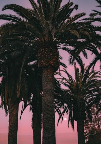 San Francisco, California, USA, palm tree Wallpaper 1668x2388