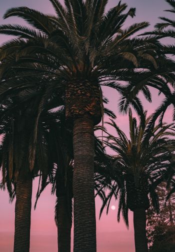 San Francisco, California, USA, palm tree Wallpaper 1640x2360