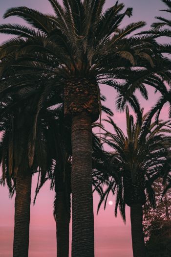 San Francisco, California, USA, palm tree Wallpaper 640x960