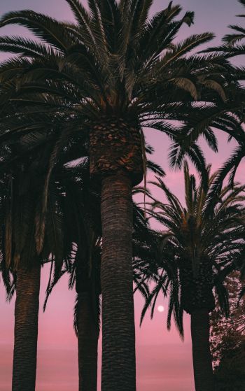 San Francisco, California, USA, palm tree Wallpaper 1752x2800