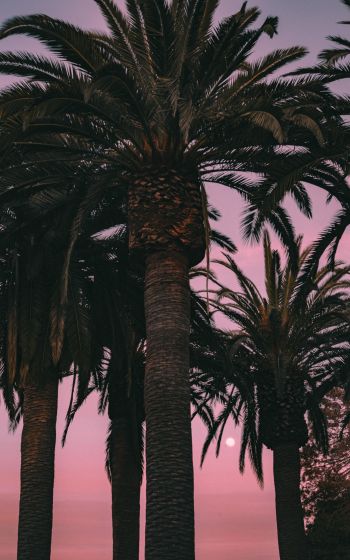 San Francisco, California, USA, palm tree Wallpaper 1600x2560