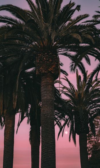 San Francisco, California, USA, palm tree Wallpaper 1200x2000