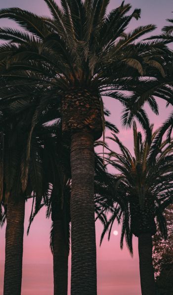 San Francisco, California, USA, palm tree Wallpaper 600x1024