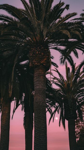 San Francisco, California, USA, palm tree Wallpaper 640x1136