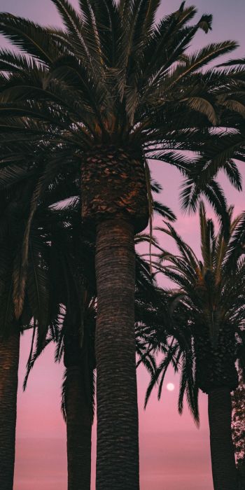 San Francisco, California, USA, palm tree Wallpaper 720x1440