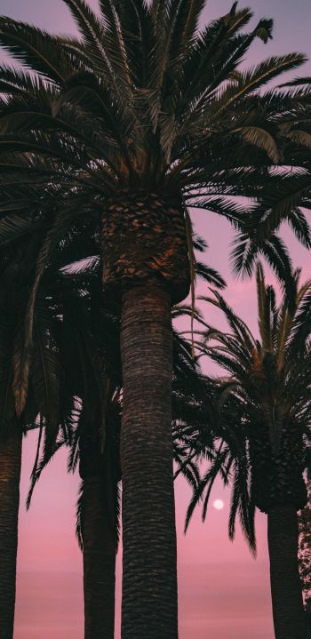 San Francisco, California, USA, palm tree Wallpaper 1080x2220