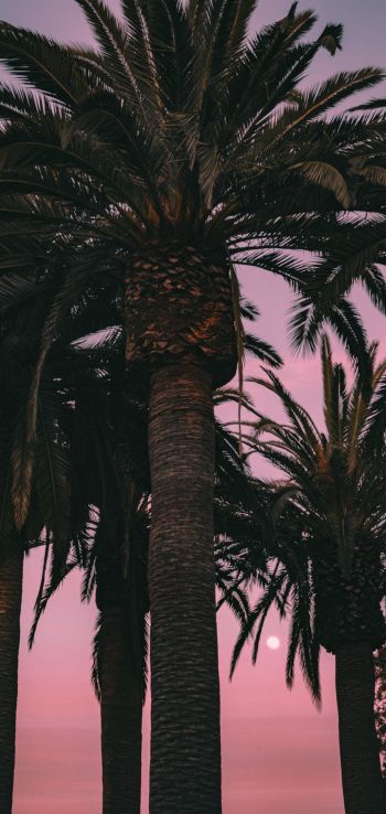 San Francisco, California, USA, palm tree Wallpaper 1440x3040