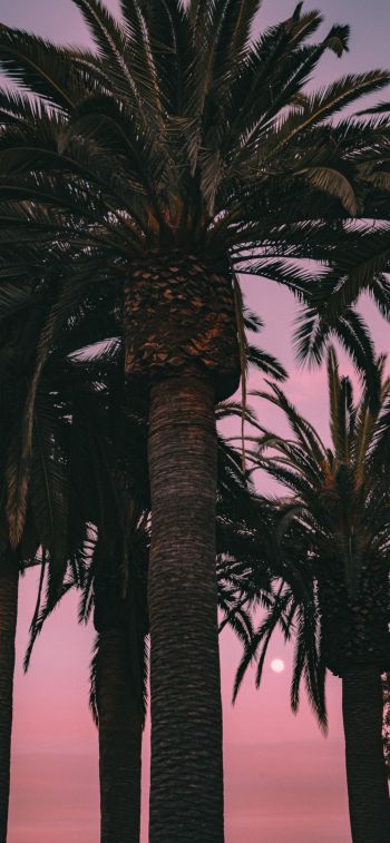 San Francisco, California, USA, palm tree Wallpaper 1284x2778
