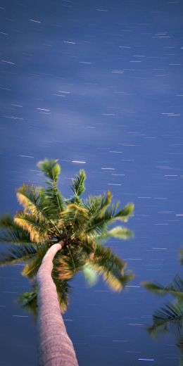 palm trees, blue sky Wallpaper 720x1440