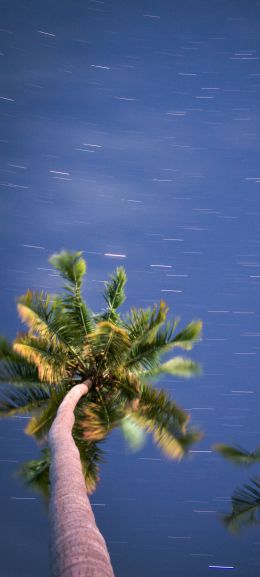 Обои 720x1600 пальмы, синее небо