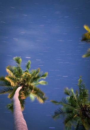 palm trees, blue sky Wallpaper 3480x5036