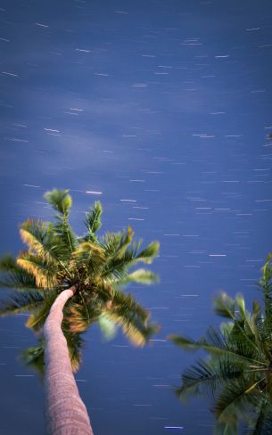 palm trees, blue sky Wallpaper 1600x2560