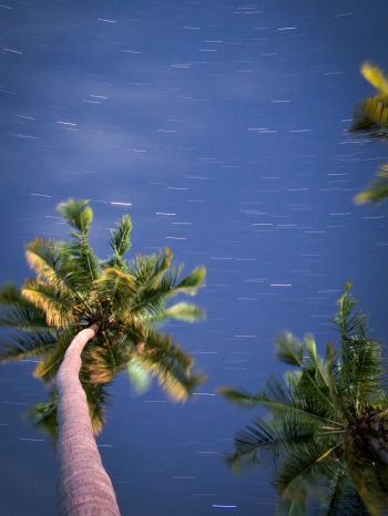 palm trees, blue sky Wallpaper 1620x2160