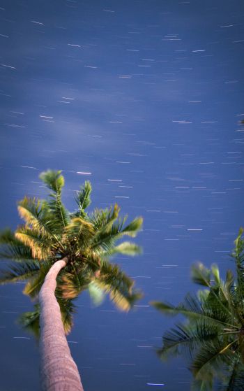palm trees, blue sky Wallpaper 1752x2800