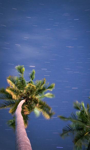 palm trees, blue sky Wallpaper 1200x2000