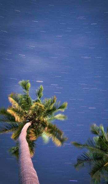 palm trees, blue sky Wallpaper 600x1024