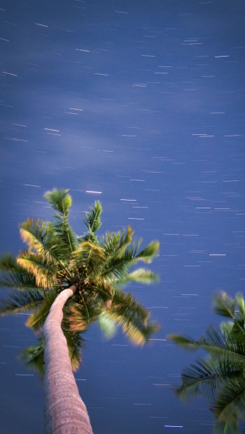 Обои 640x1136 пальмы, синее небо