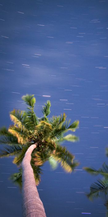 palm trees, blue sky Wallpaper 720x1440